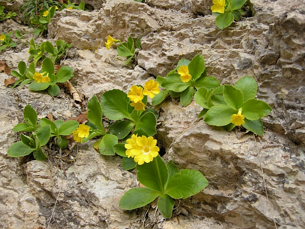 Primula auricula / Primula orecchia d''orso